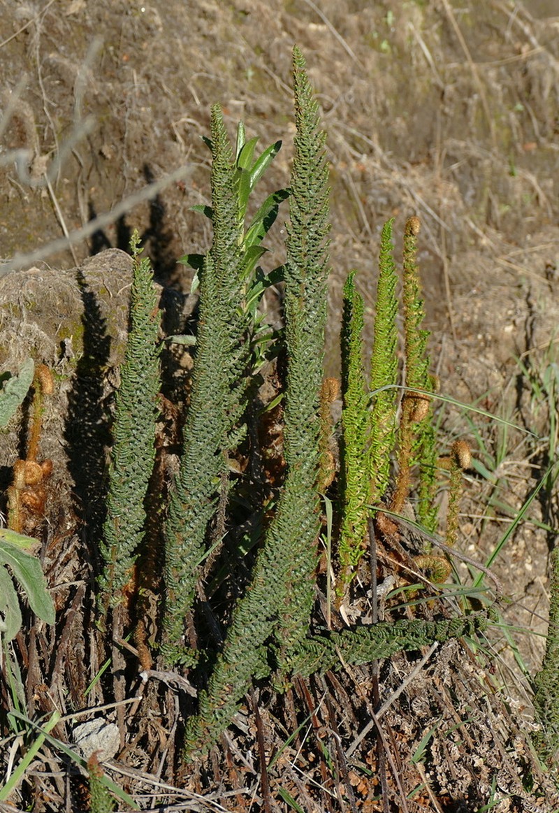Polystichum orbiculatum photo 7
