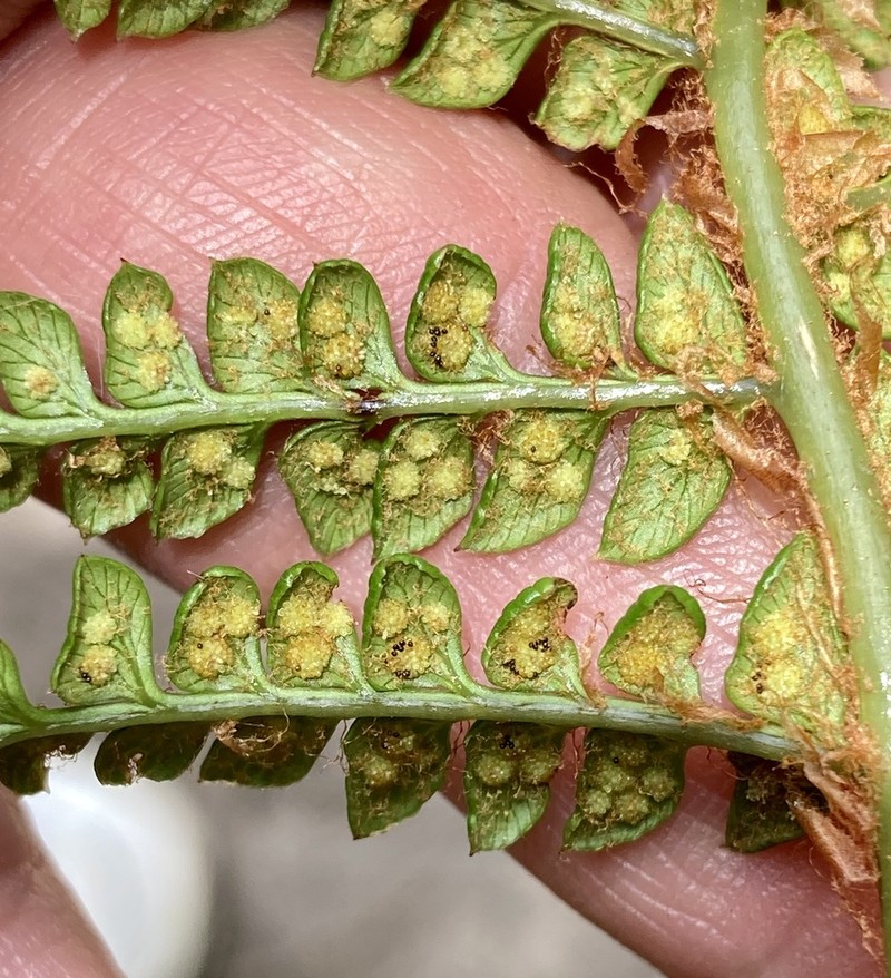 Polystichum orbiculatum photo 8