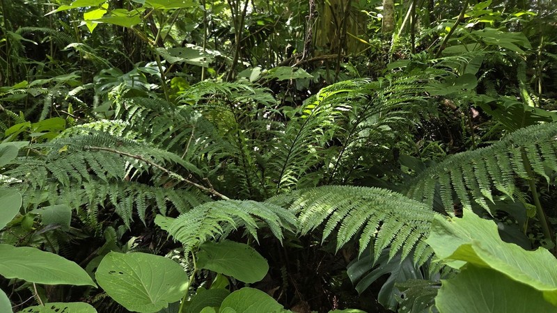 Polystichum ordinatum
