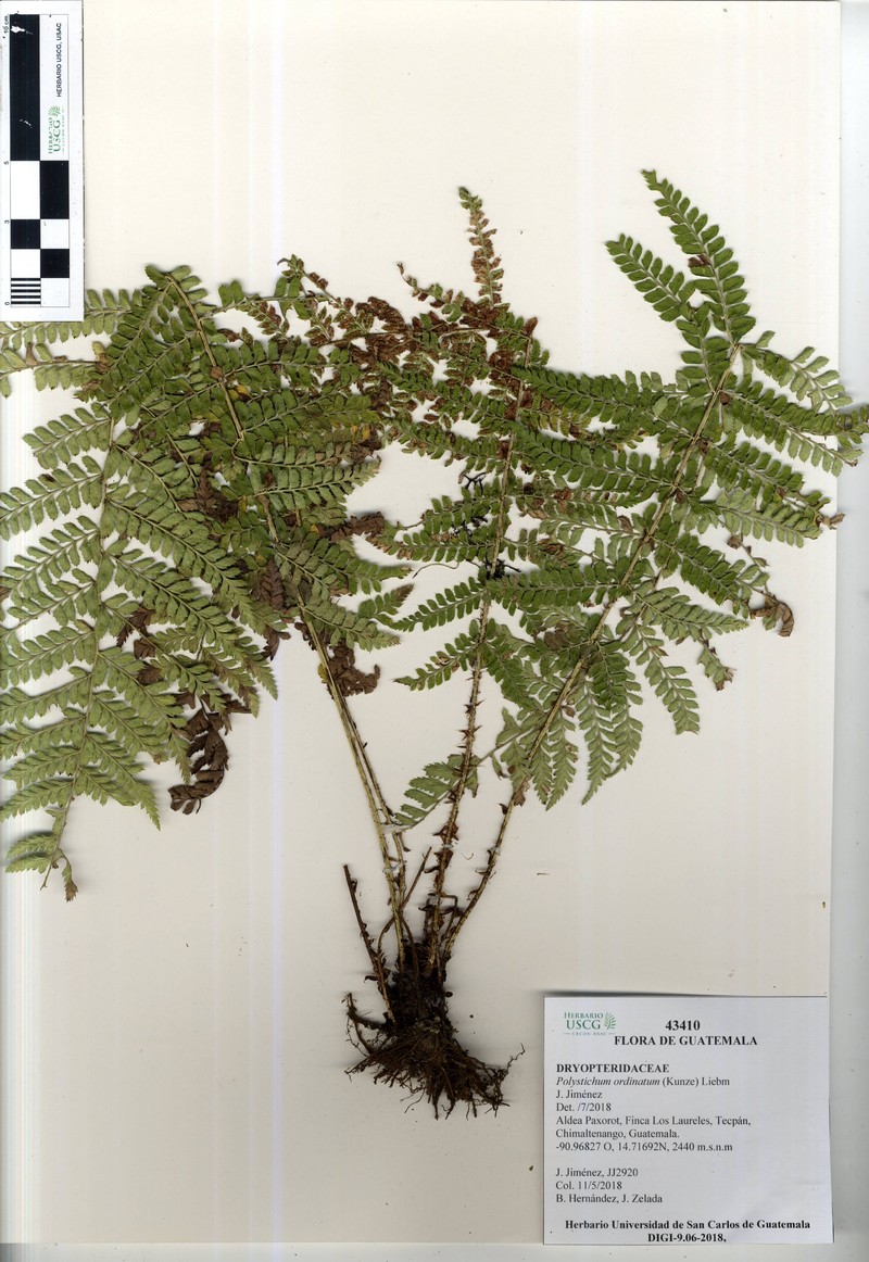 Polystichum ordinatum photo 2