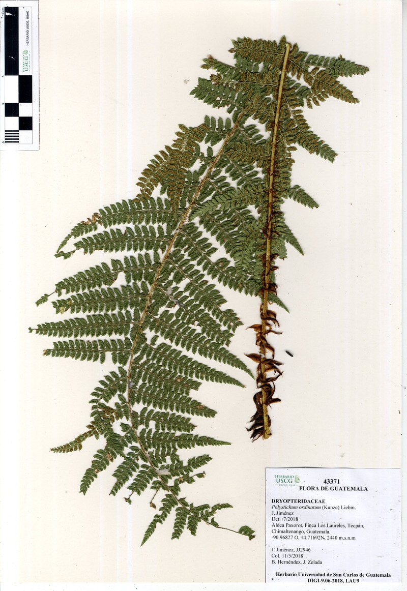 Polystichum ordinatum photo 3