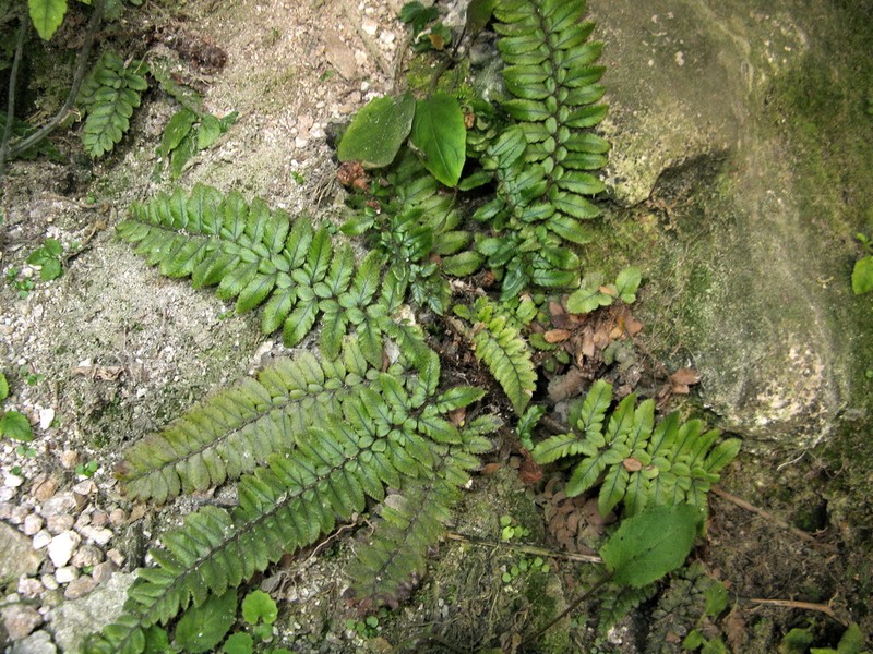 Polystichum otophorum