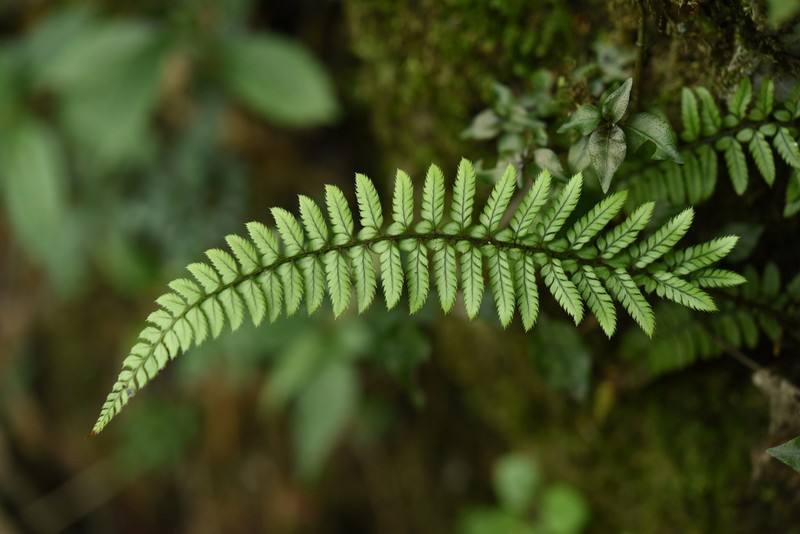 Polystichum otophorum photo 3