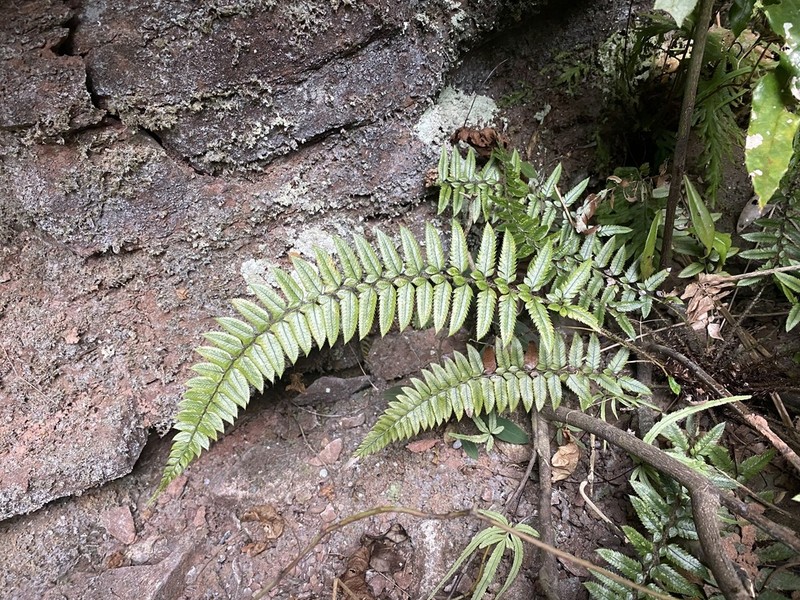 Polystichum otophorum photo 4