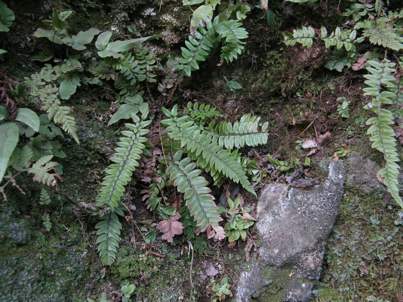 Polystichum otophorum photo 5