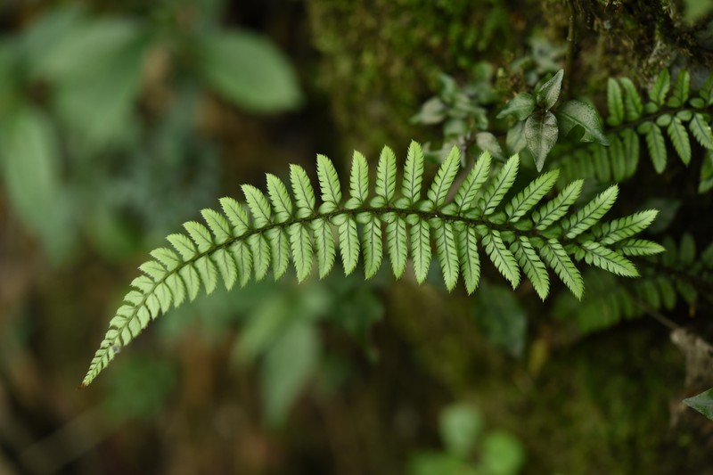 Polystichum otophorum photo 6