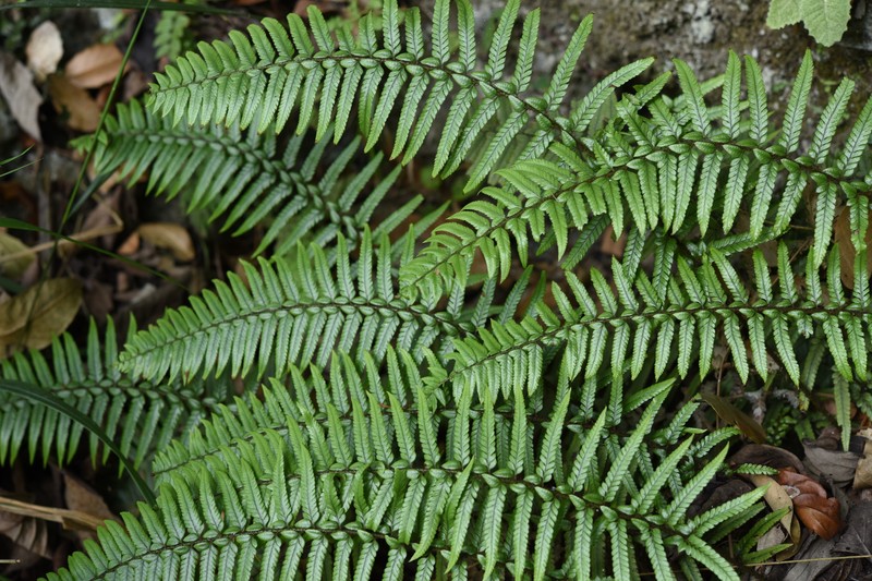 Polystichum otophorum photo 7