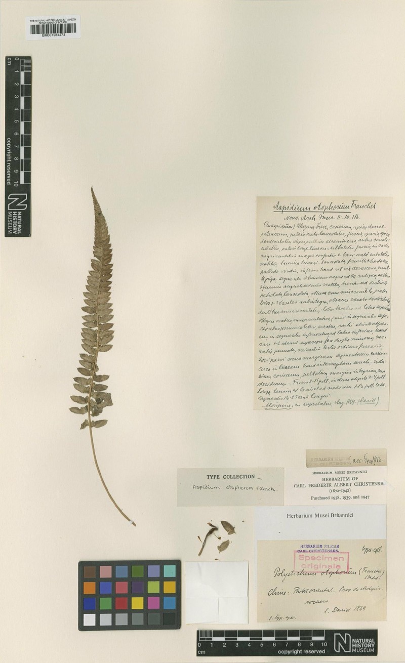 Polystichum otophorum photo 8