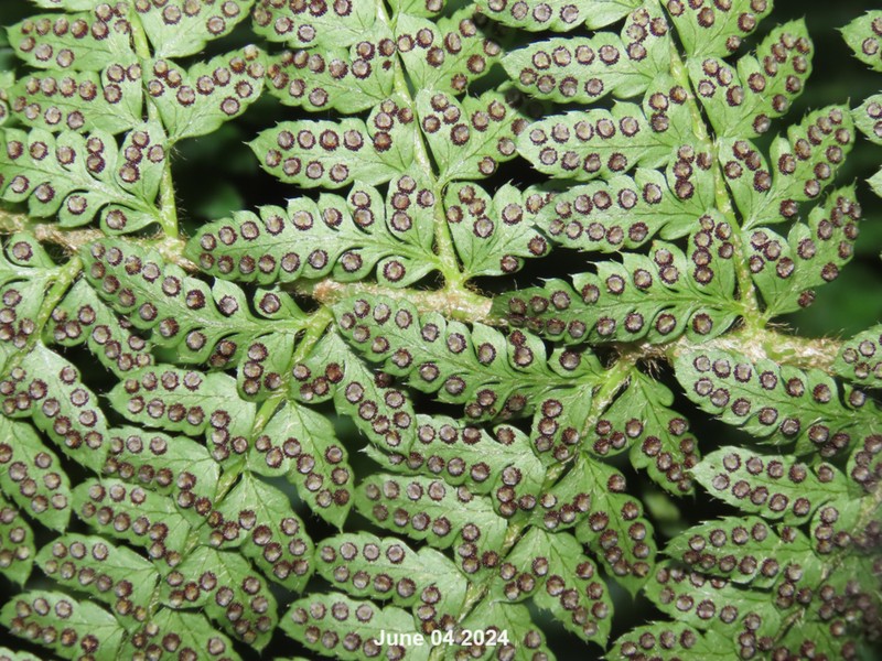 Polystichum ovatopaleaceum