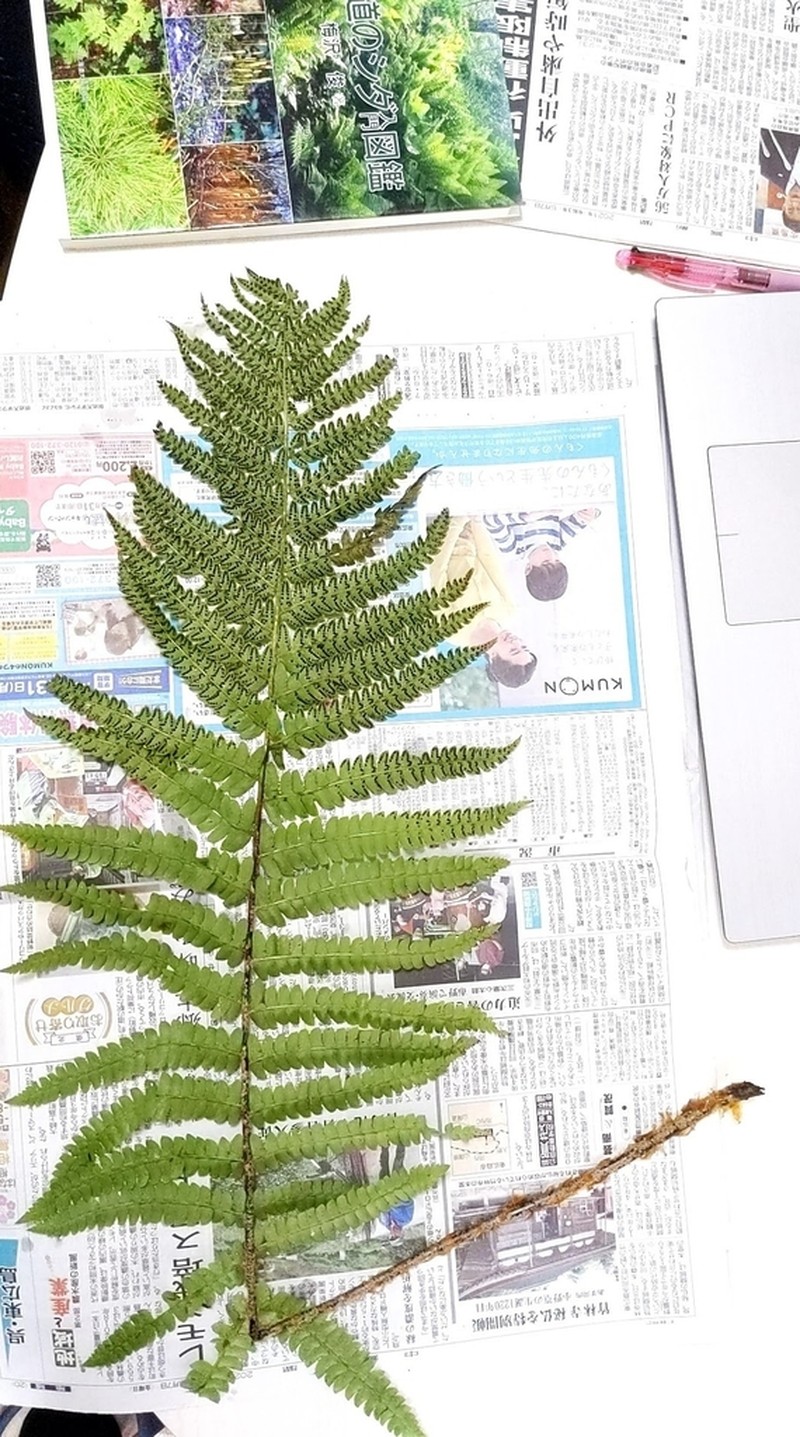 Polystichum ovatopaleaceum photo 2