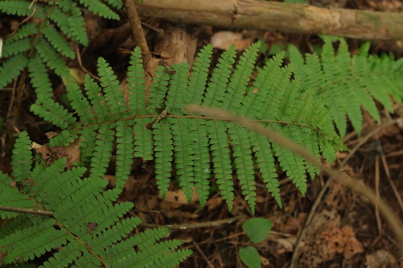Polystichum ovatopaleaceum photo 3