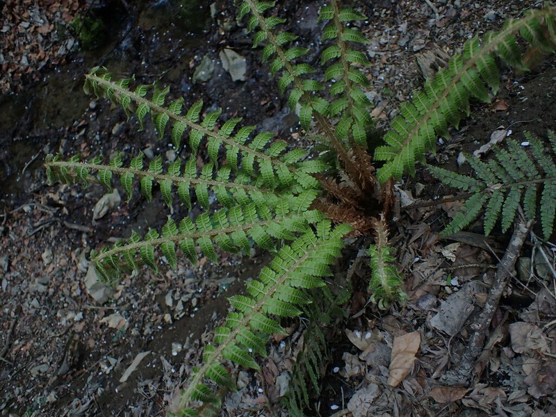 Polystichum ovatopaleaceum photo 4
