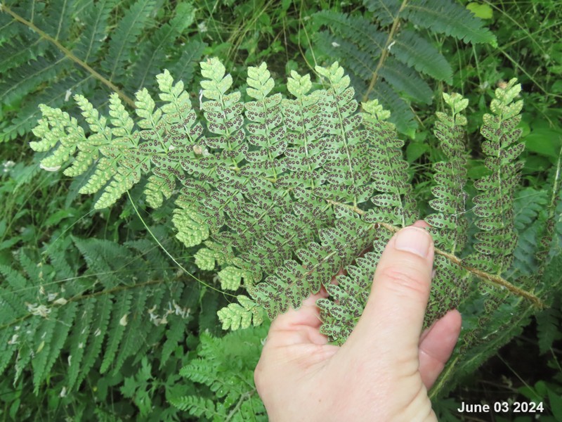 Polystichum ovatopaleaceum photo 5
