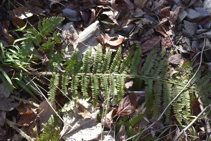 Polystichum ovatopaleaceum photo 6