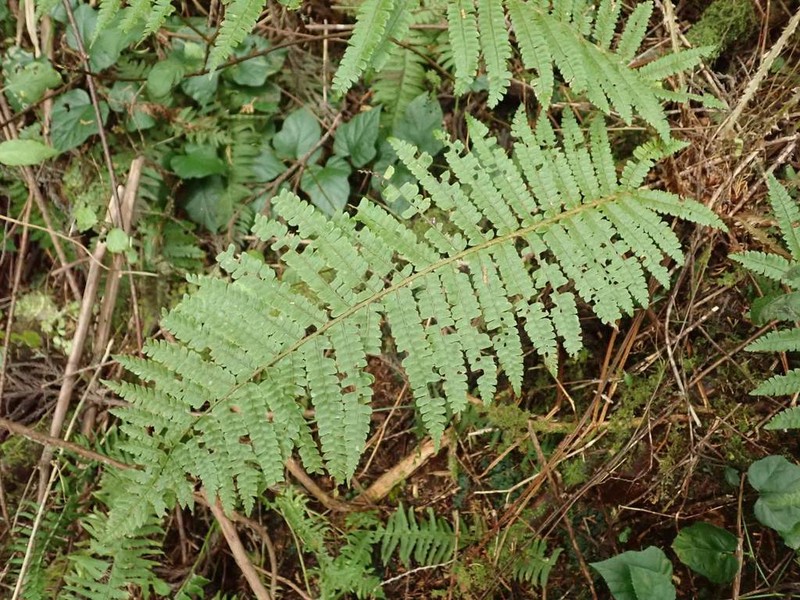 Polystichum ovatopaleaceum photo 7