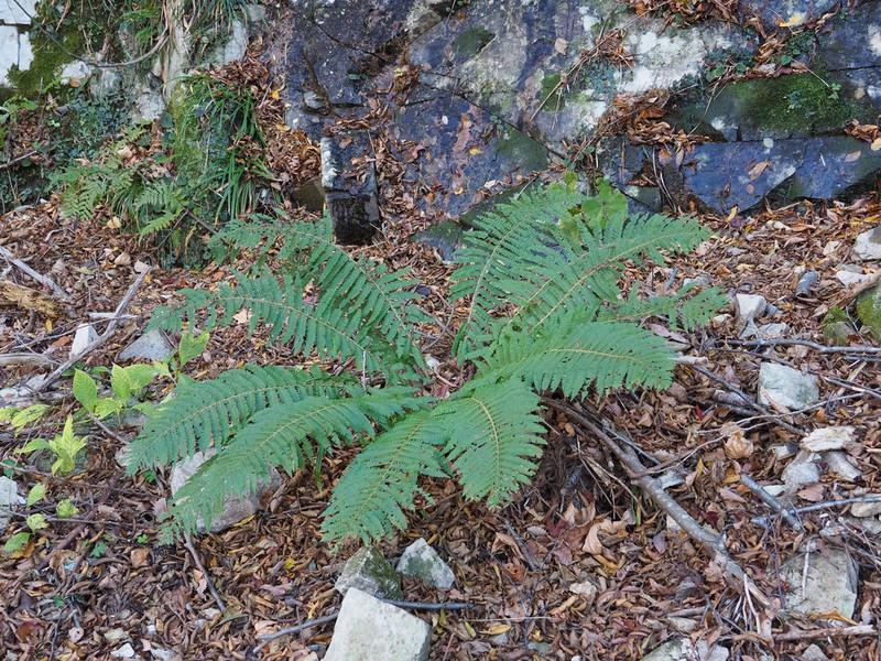 Polystichum ovatopaleaceum photo 8