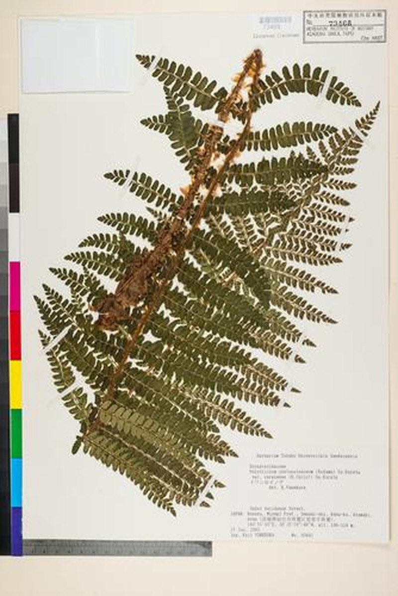 Polystichum ovatopaleaceum var. coraiense