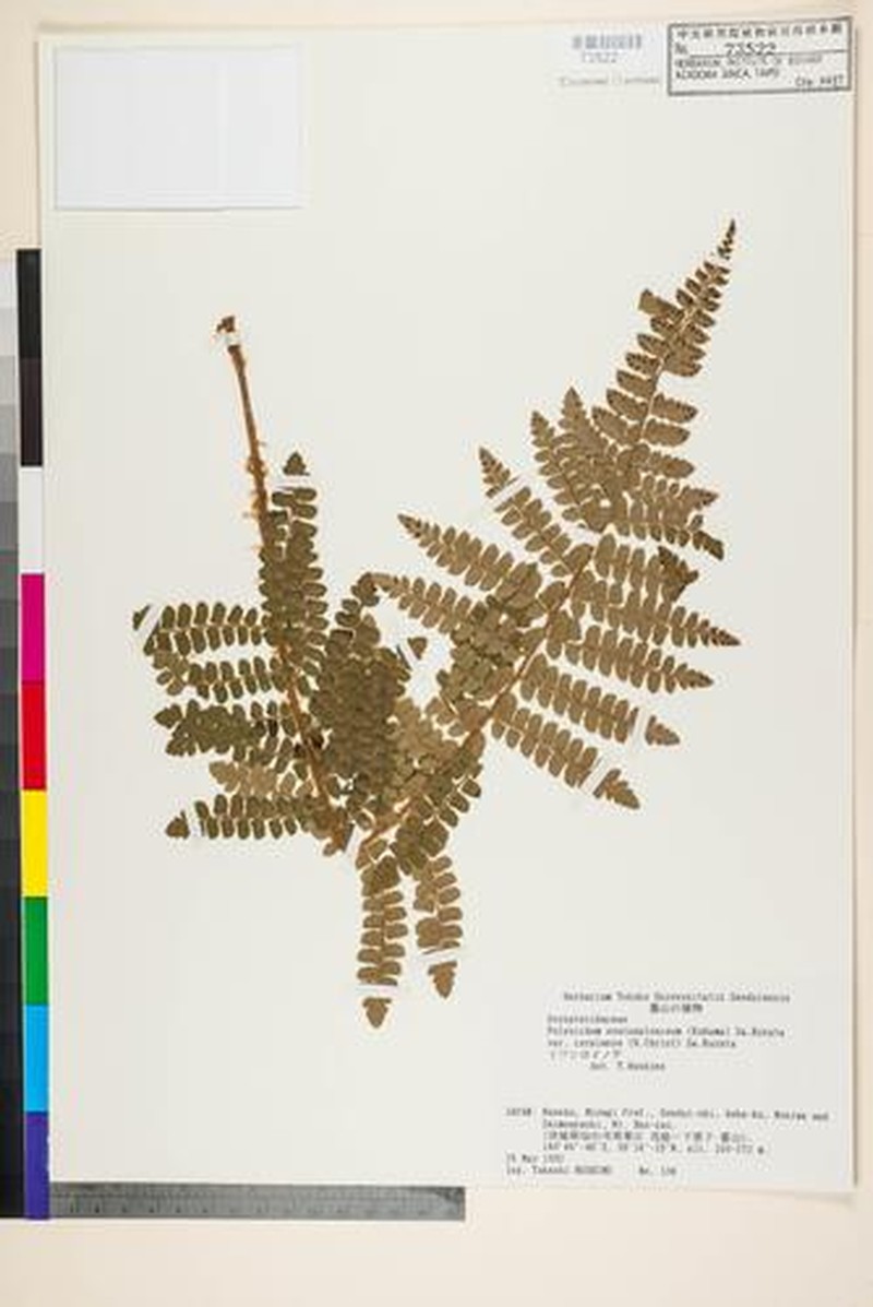 Polystichum ovatopaleaceum var. coraiense photo 2