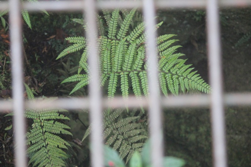 Polystichum palniense