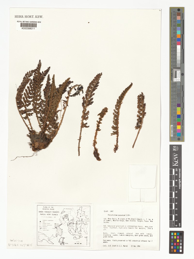 Polystichum papuanum photo 2