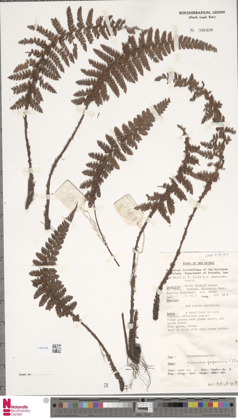 Polystichum papuanum photo 3
