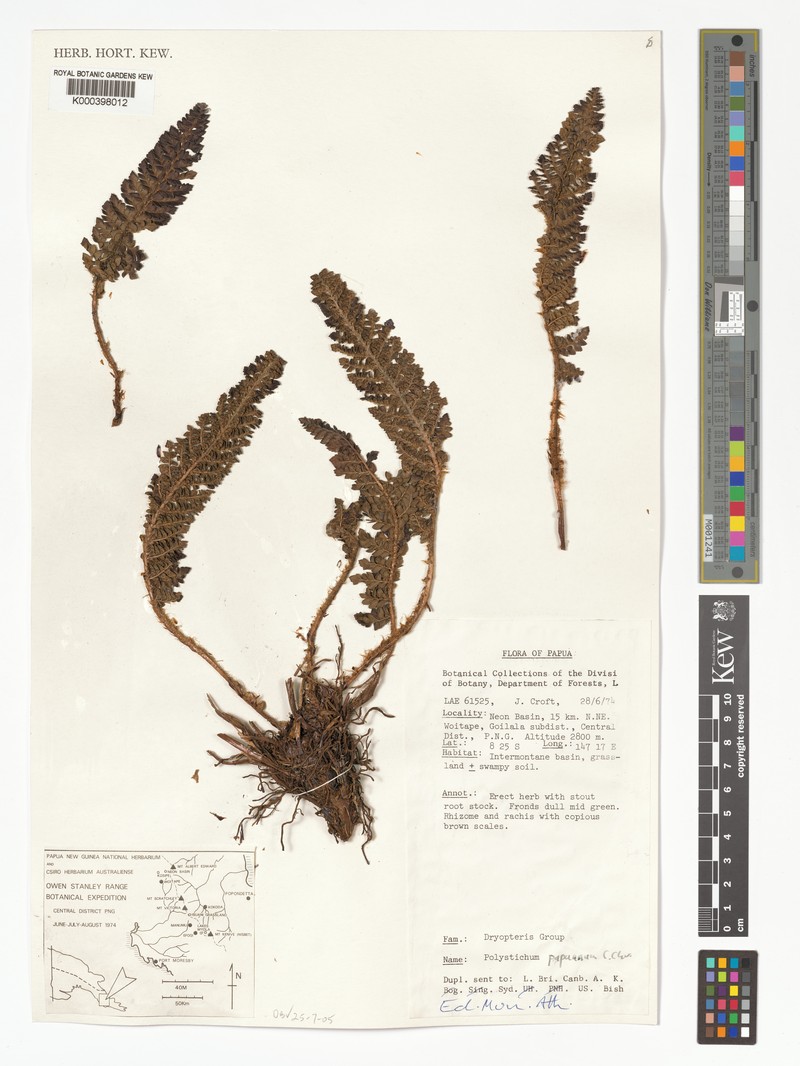 Polystichum papuanum photo 4