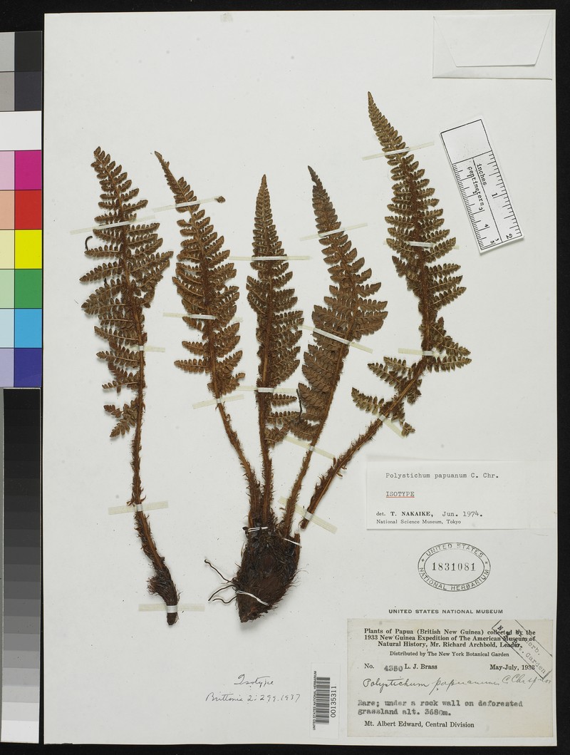 Polystichum papuanum