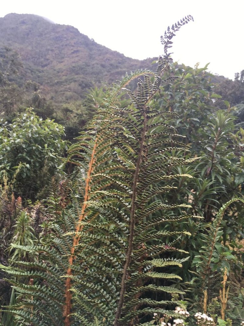 Polystichum paramicola