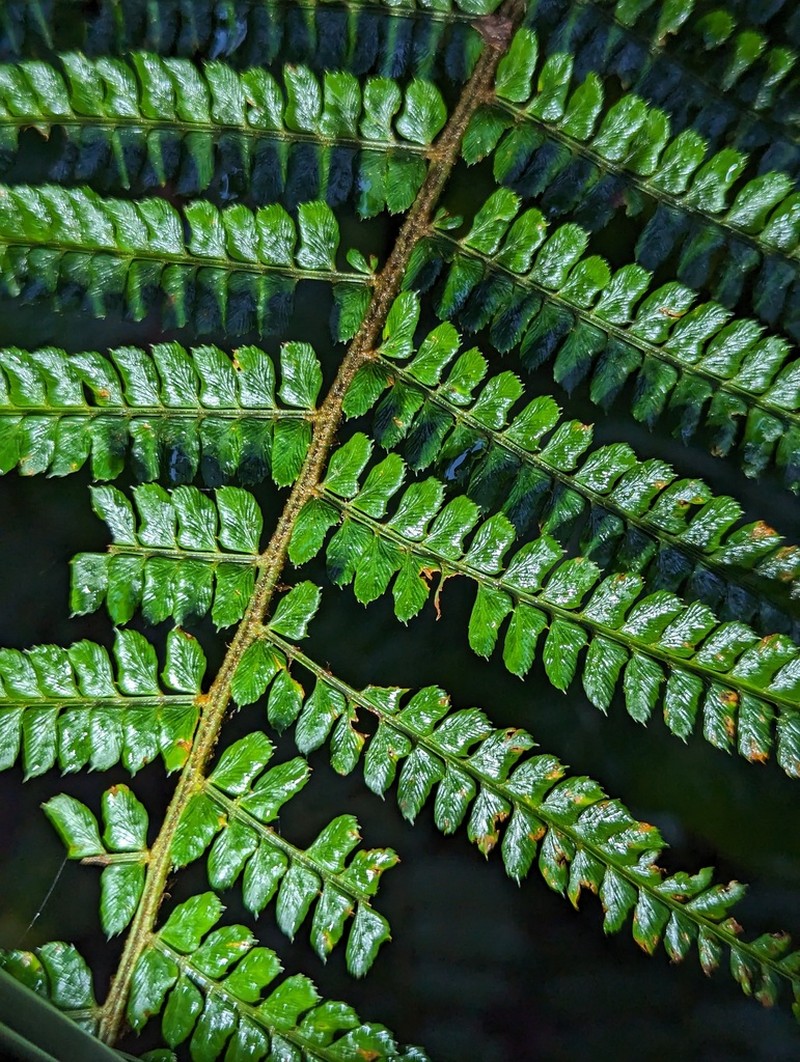 Polystichum paramicola photo 2