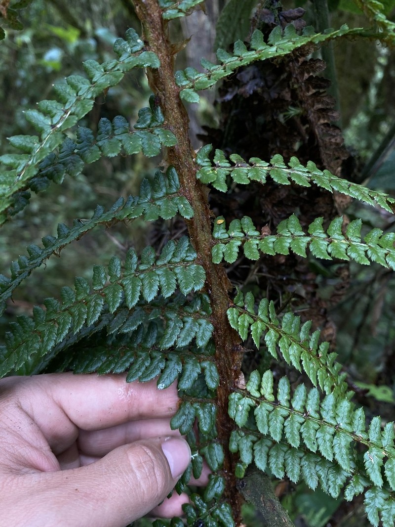 Polystichum paramicola photo 3
