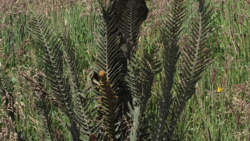 Polystichum paramicola photo 4