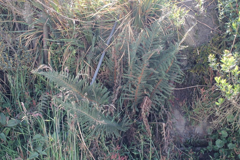 Polystichum paramicola photo 5