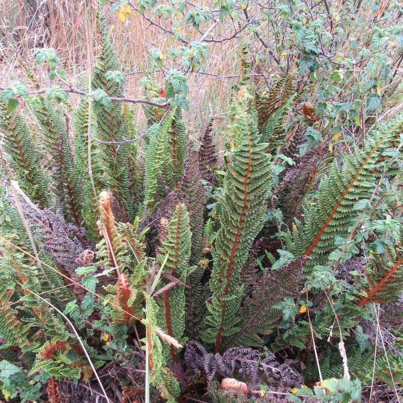 Polystichum paramicola photo 6