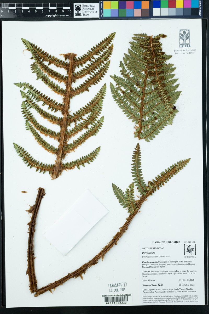 Polystichum paramicola photo 8