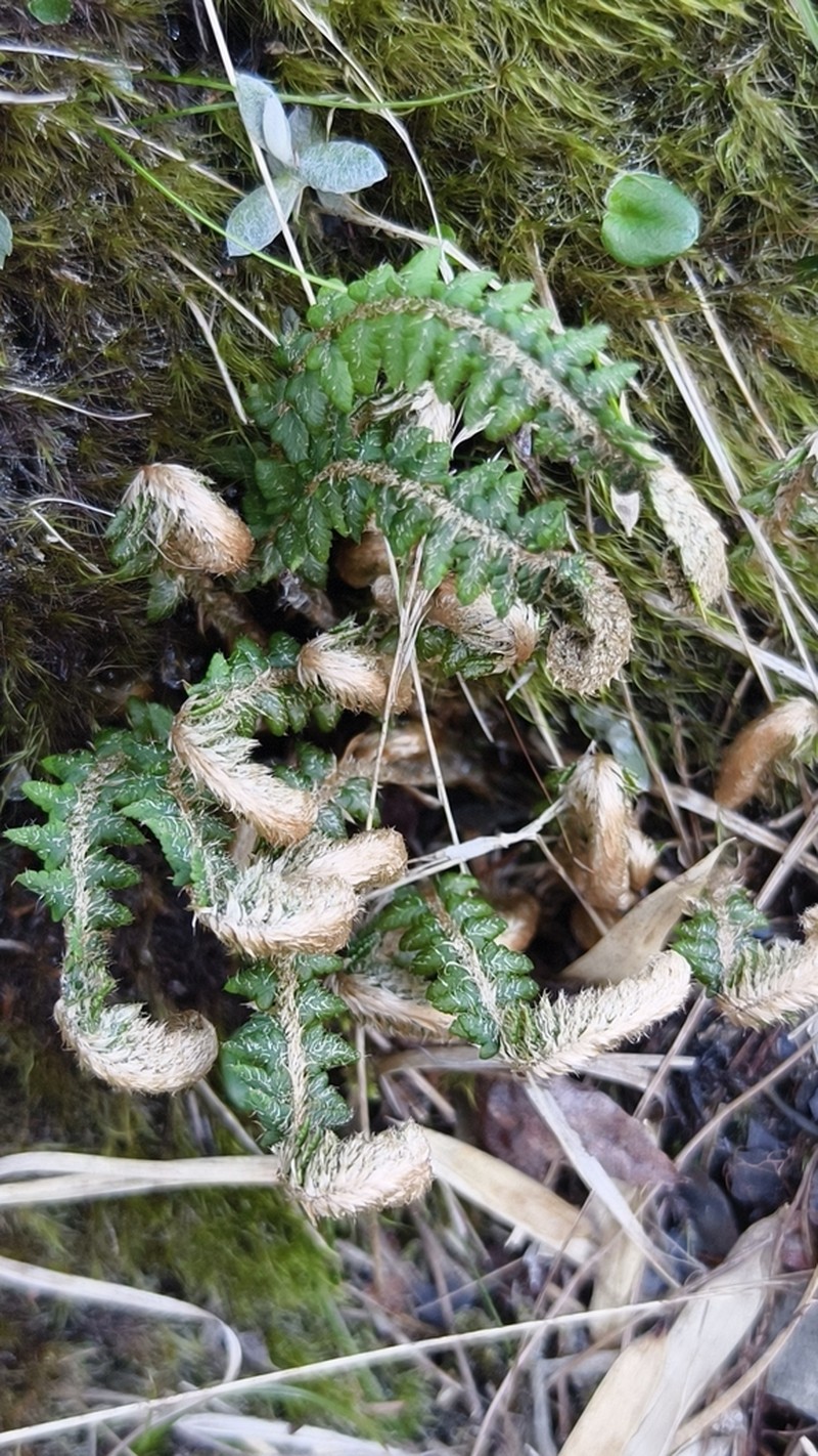 Polystichum parvipinnulum