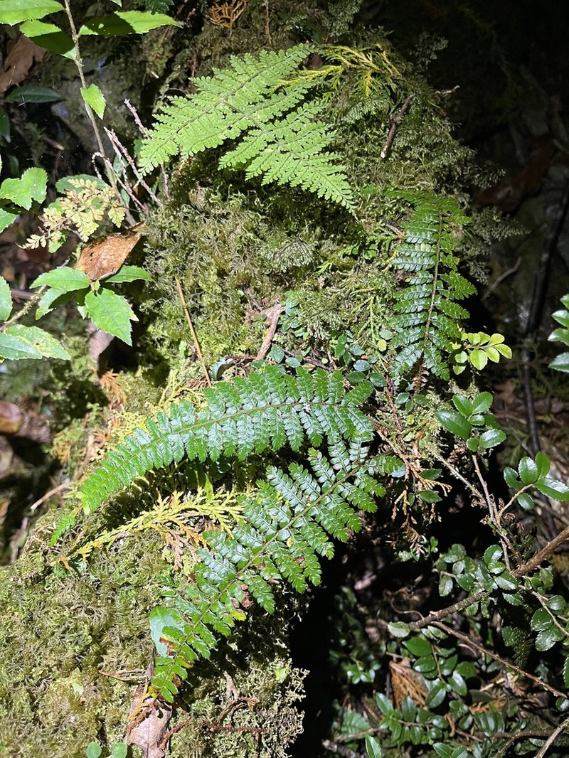 Polystichum parvipinnulum photo 2