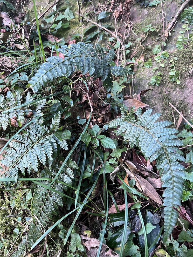Polystichum parvipinnulum photo 3