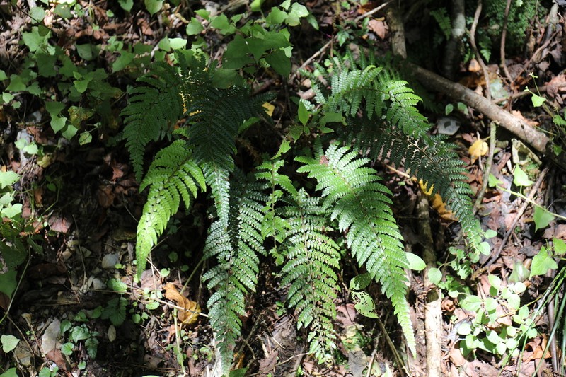 Polystichum parvipinnulum photo 4