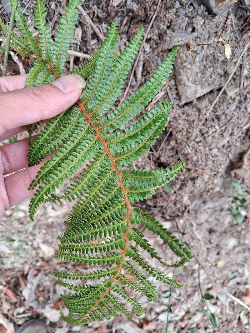Polystichum parvipinnulum photo 5