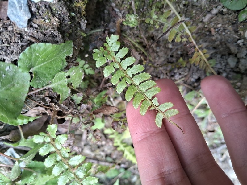 Polystichum parvipinnulum photo 6