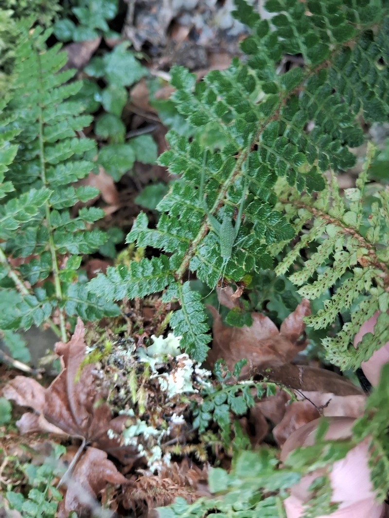 Polystichum parvipinnulum photo 7