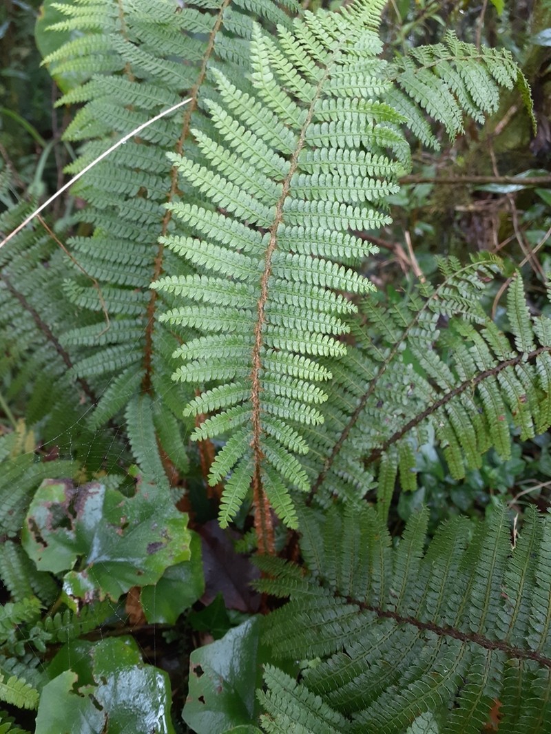 Polystichum parvipinnulum photo 8