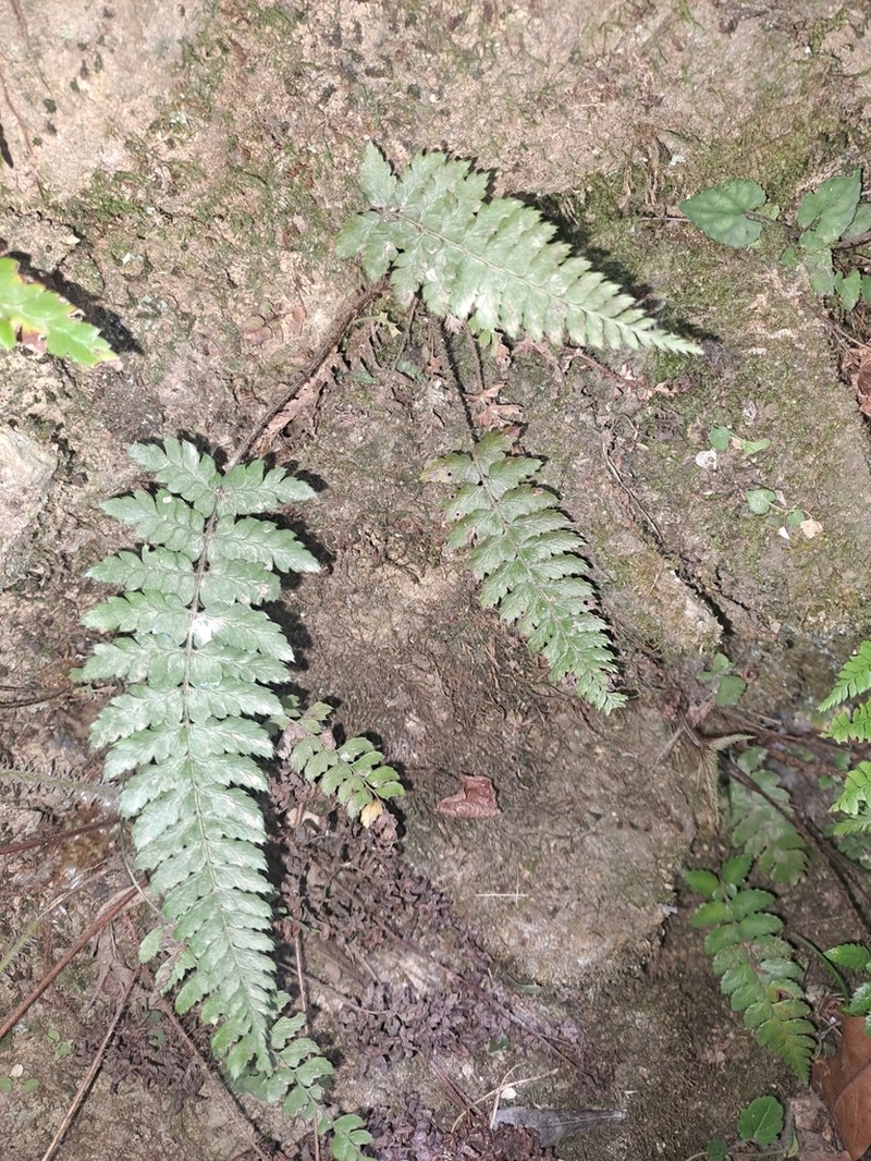 Polystichum piceopaleaceum