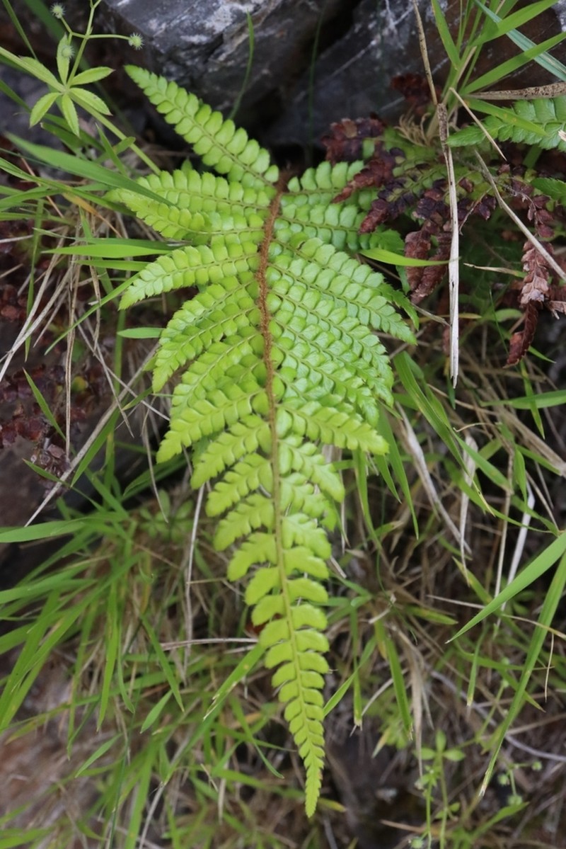 Polystichum piceopaleaceum photo 2