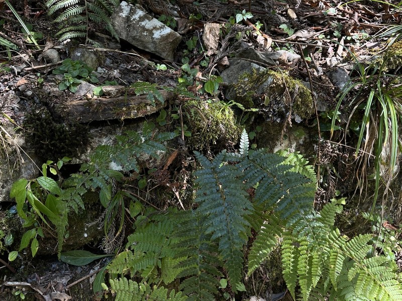 Polystichum piceopaleaceum photo 3