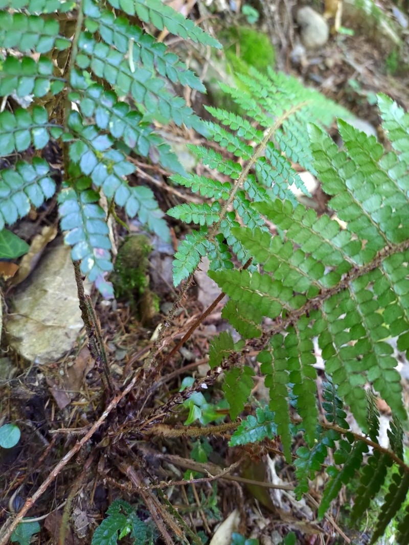 Polystichum piceopaleaceum photo 4