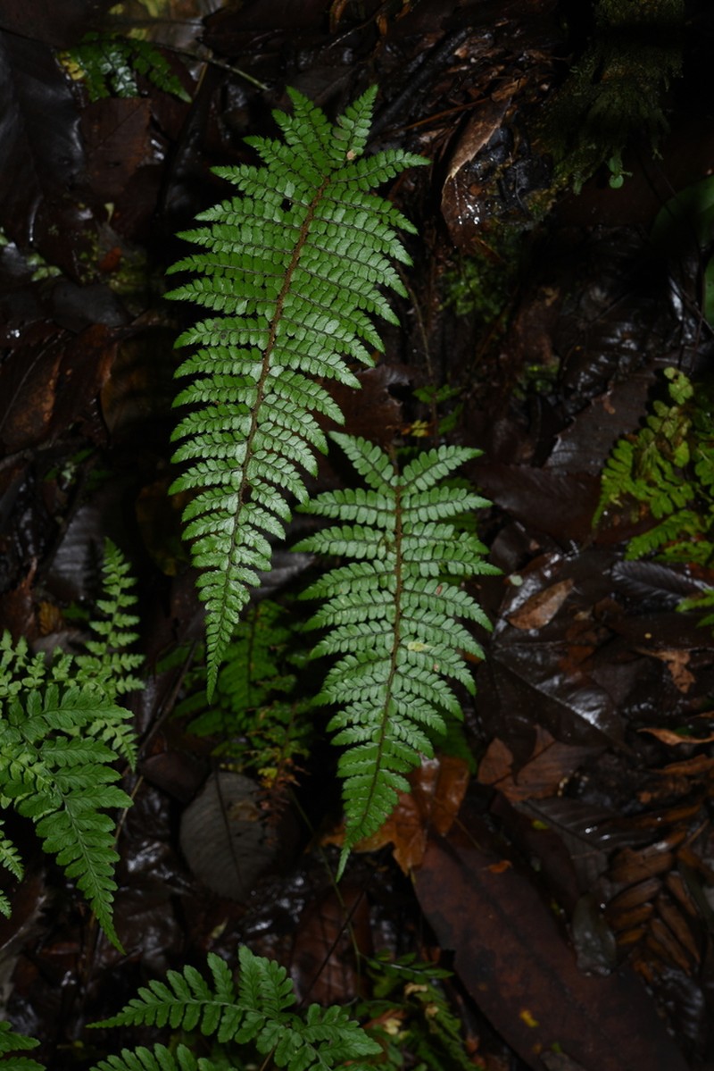 Polystichum piceopaleaceum photo 5