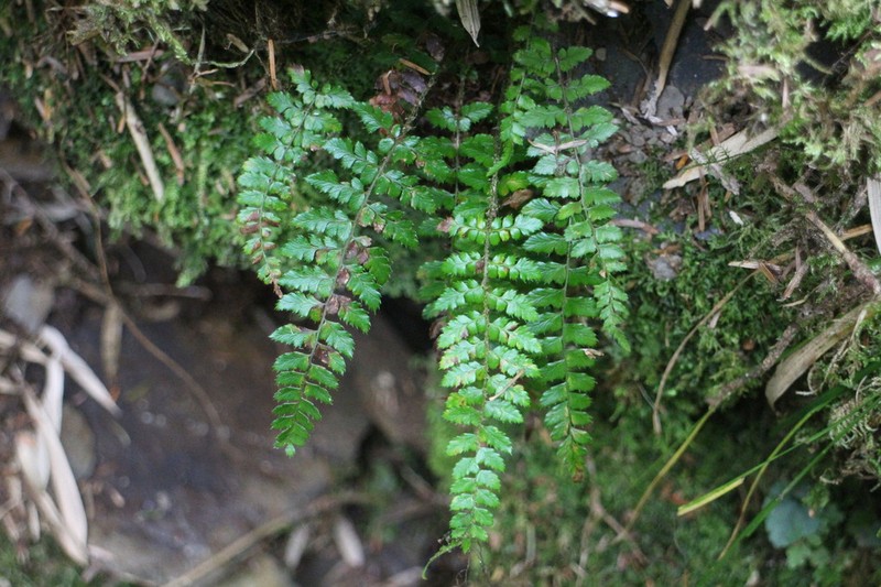 Polystichum piceopaleaceum photo 6
