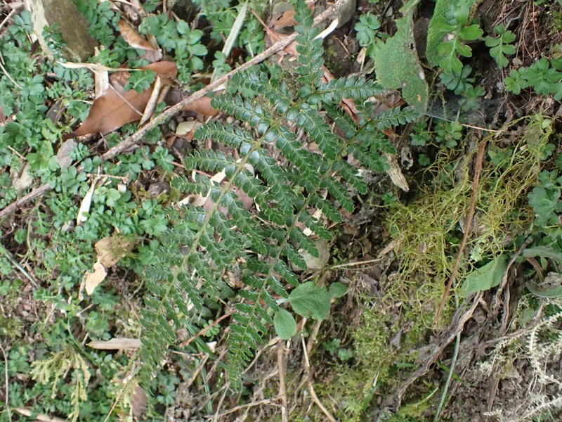Polystichum piceopaleaceum photo 7