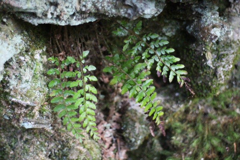 Polystichum piceopaleaceum photo 8